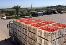 Diciotto tonnellate di pomodoro su una Dacia: quando il sugo arriva prima della pasta