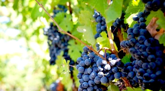 Sicilia, spiraglio per l’uva: dalla prossima settimana i camion potrebbero ripartire. Ma il fermo continua